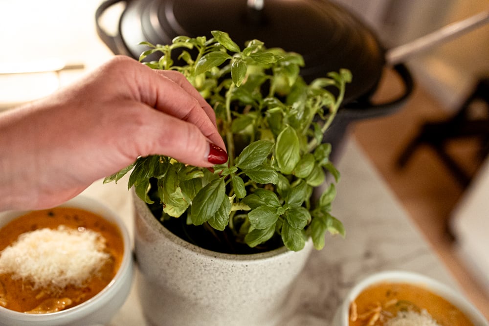 marry me kycklingsoppa redo att serveras